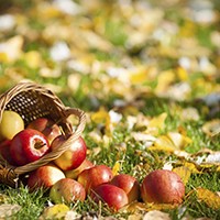 Why You Should Eat An Apple a Day