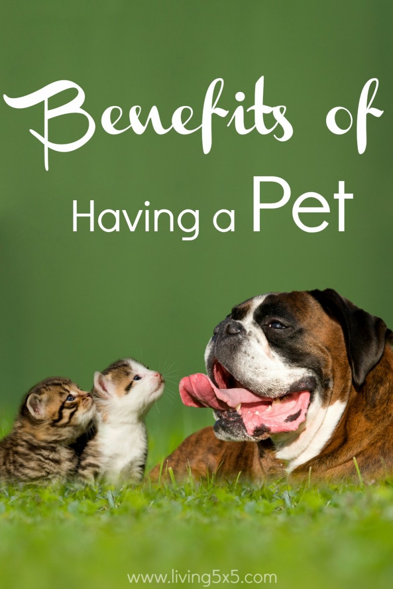 Benefits of Having a Pet Happiness Matters