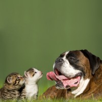 Benefits of Having a Pet