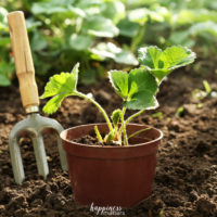 How to Garden Yourself to Happiness